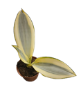 4" Sanseveria Triasciata Ghost